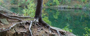 Red Pine Roots near water in Madison Wisconson