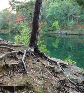 Red Pine Roots near water in Madison Wisconson